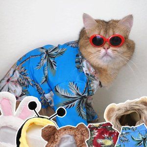 Crazy Cat Lady Starter Kit - Bundle of 6 (2 Shirts & 4 Hats) Pet Costumes